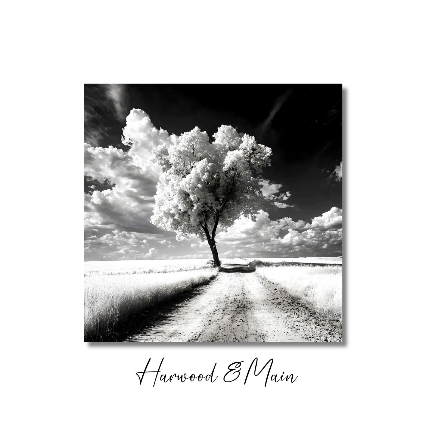 Black and White Tree Landscape Photography| Monochrome Landscape Photography| The Quiet Journey