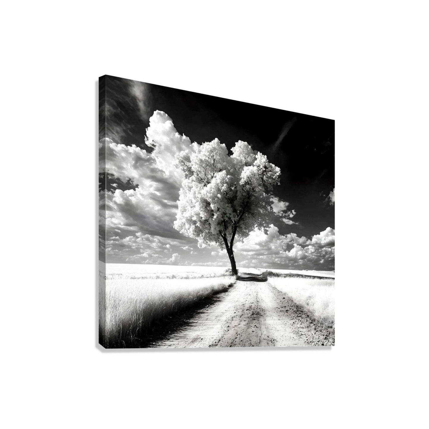 Black and White Tree Landscape Photography| Monochrome Landscape Photography| The Quiet Journey